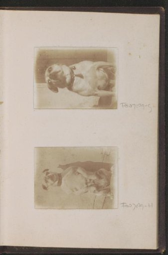 Portrait of a pug, standing on two legs