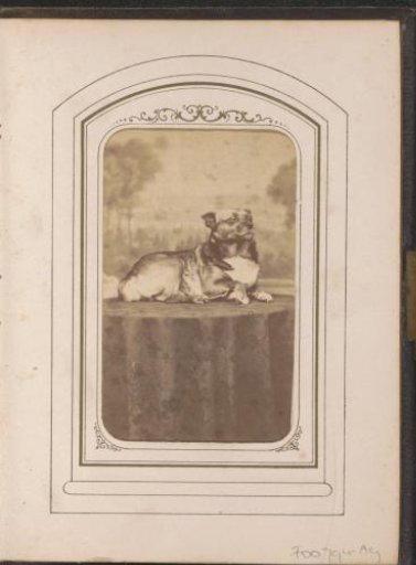 Reclining dog named Bello