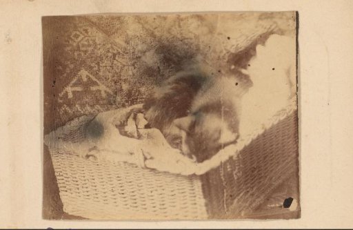 Cat in a Basket