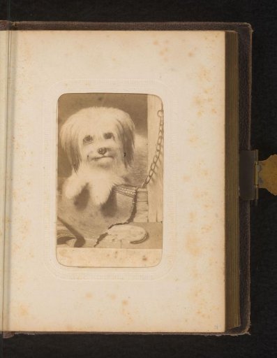 Portrait of a Dog