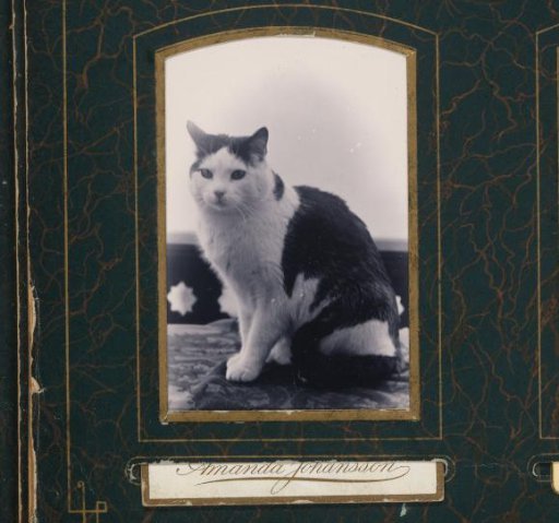 Seated Cat