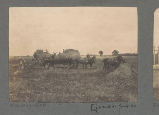 Haymaking farmers with horses and wagons in Ebenau (Prussia)