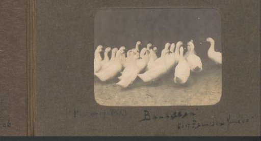 Group of geese in Prussia