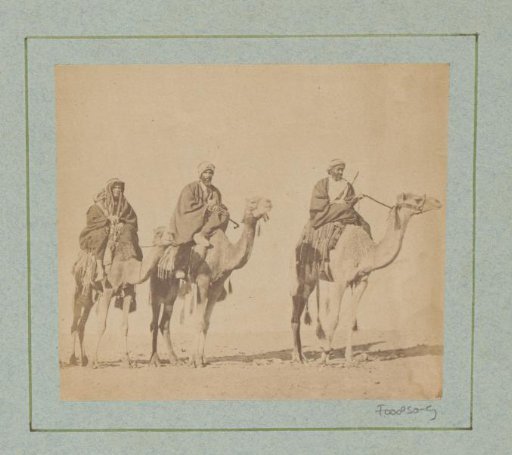 Three Egyptian men on camels