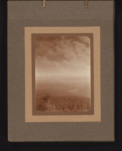 View over a forest