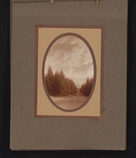View of a forest path