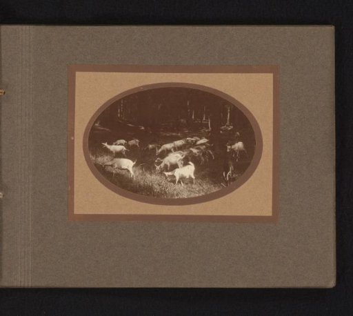 Goats in a forest