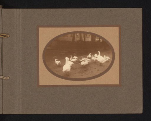 Taming geese