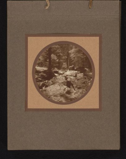 Rocks in a forest