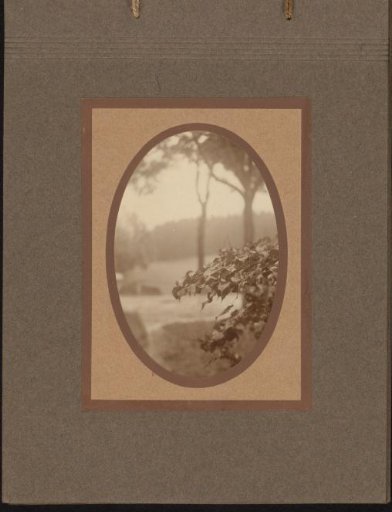 Leaves with trees in the background