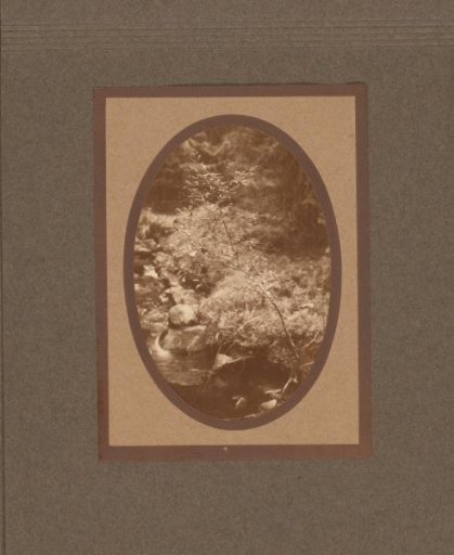 Plant and rocks