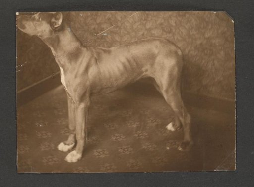 Portrait of a dog of the Puppet Doctor in an interior