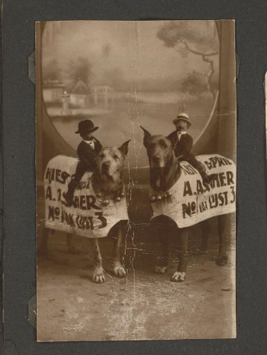 Dogs with advertising signs for elections, A. Asscher of list 3 is being promoted