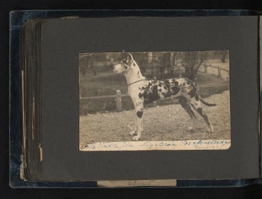 Portrait of a dog in a park, father of the Puppet Doctor's advertising dogs