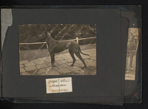 Portrait of a dog in a park, mother of the Puppet Doctor's advertising dogs