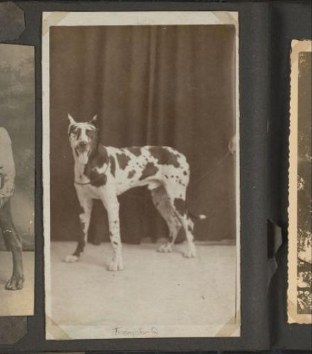 Portrait of a spotted dog of the Puppet Doctor