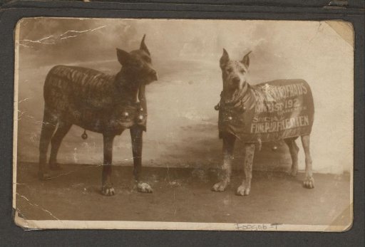 Portrait of two dogs of the Puppet Doctor with advertising signs for a perfume shop