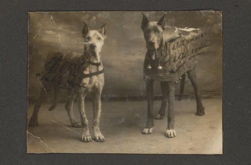 Portrait of two dogs of the Puppet Doctor with advertising signs for Turman cigarettes