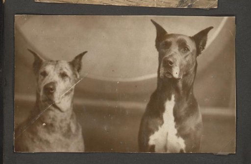 Portrait of two dogs of the Puppet Doctor