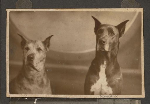 Portrait of two dogs of the Puppet Doctor