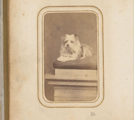 Portrait of a Dog