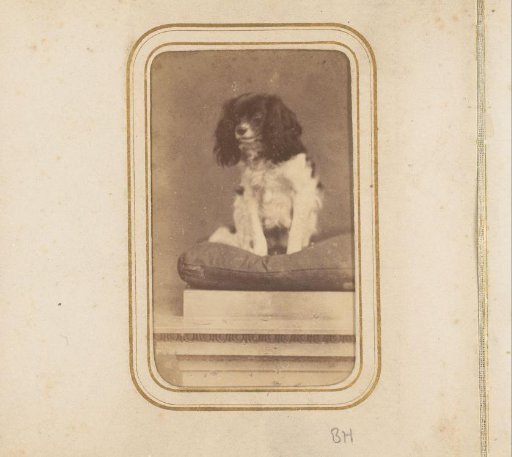 Portrait of a Dog