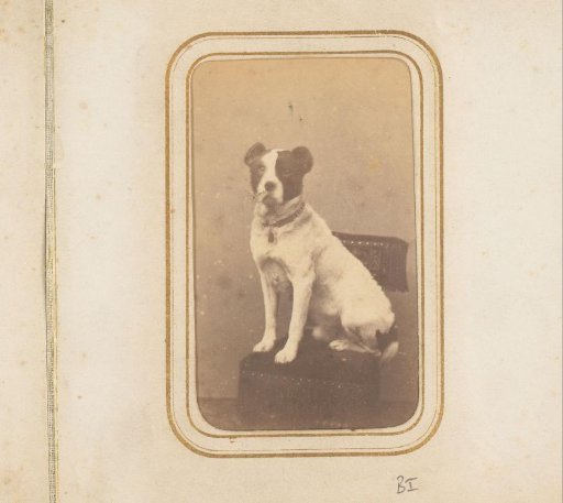 Portrait of a Dog
