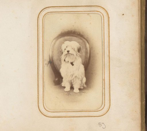 Portrait of a Dog