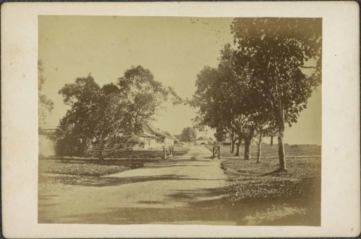 Road with trees near the society in Ternate