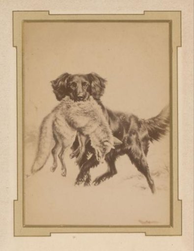 Photographic reproduction of a drawing of a dog with a fox in its mouth