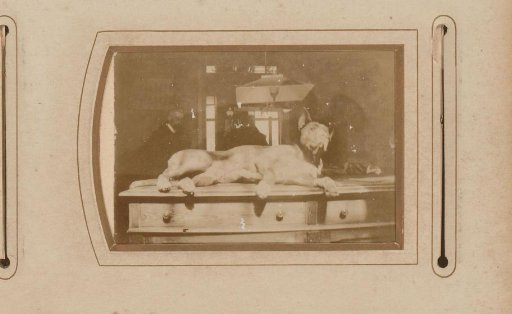Dog lying on a table