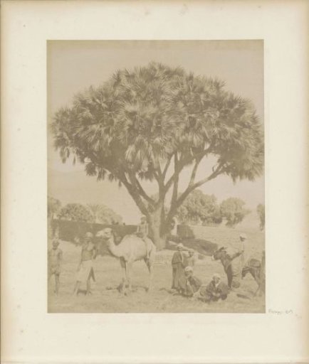 Men, children and pack animals before a Doum palm in Egypt