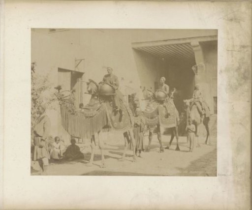 Wedding procession with camels in Egypt