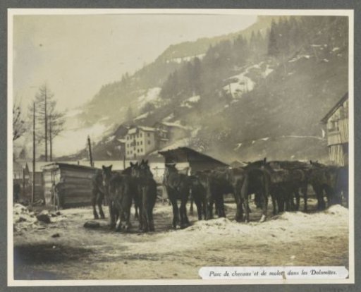 Enclosure with horses and mules in the Dolomites