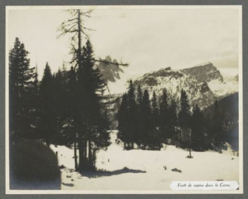 Pine forest and snow-covered mountain wall in the Karst Mountains in the southeastern Alps
