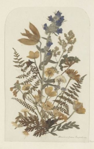 Collage of flowers from the Engadine