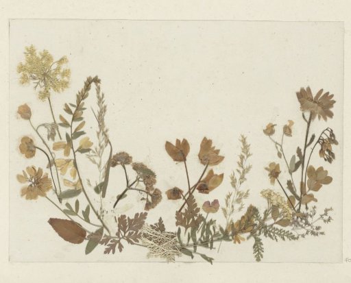 Collage of flowers, probably from the Alps