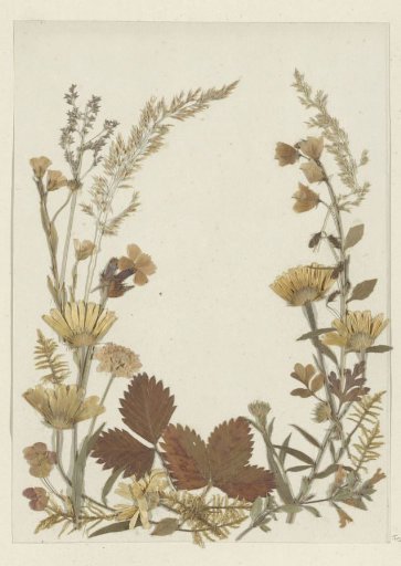 Collage of flowers, probably from the Alps