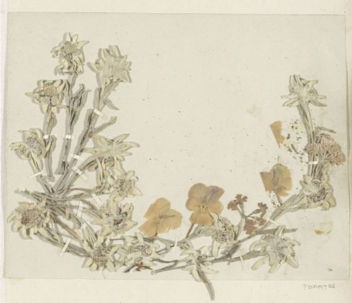 Collage of edelweiss and other flowers from the Alps