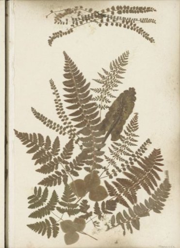 Collage of ferns, probably from the Alps
