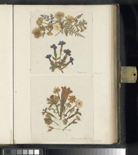 Collage of gentians and mountain flowers from the Engadin