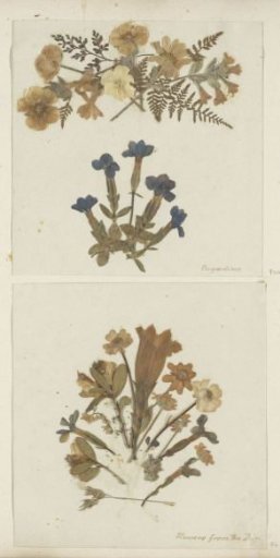Collage of flowers from Mount Rigi