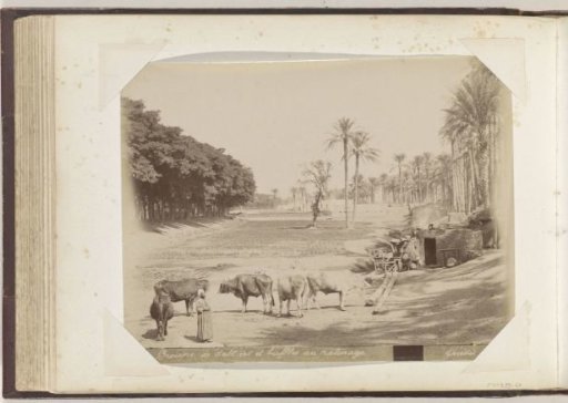 Shepherd and grazing buffaloes near a hut under date palms, presumably in Egypt