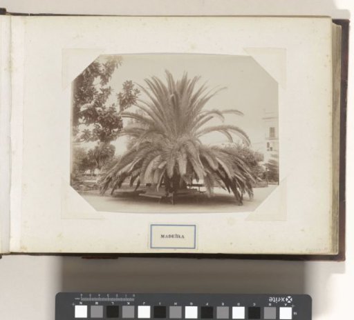Man sitting on a bench under a palm tree on Madeira