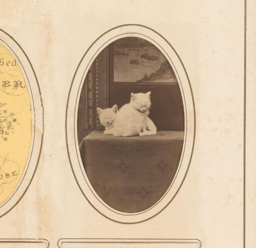 Portrait of Two Cats