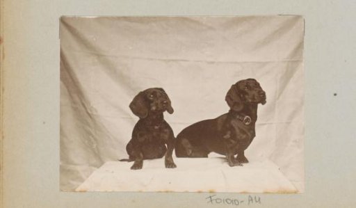 Two dachshunds sitting in front of a white sheet