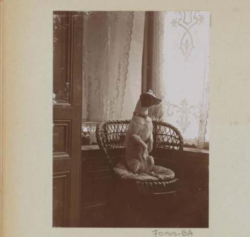 Dog sitting upright in a chair by a window