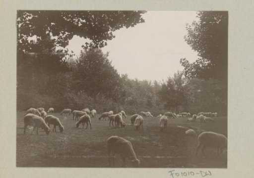 Flock of sheep in a meadow