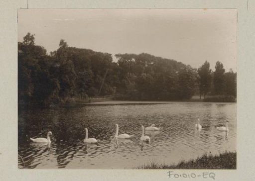 Swans on the water, with trees in the background