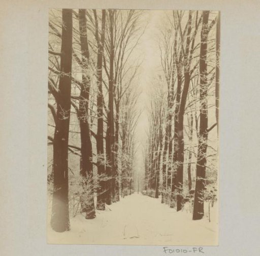 Snow-covered avenue in a park, possibly Amsterdam